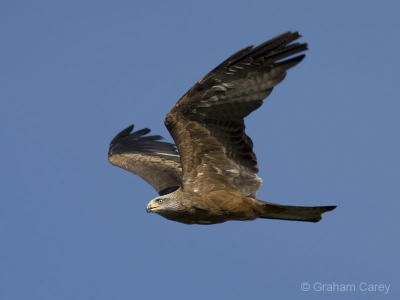 Black Kite (Milvus migrans) Graham Carey